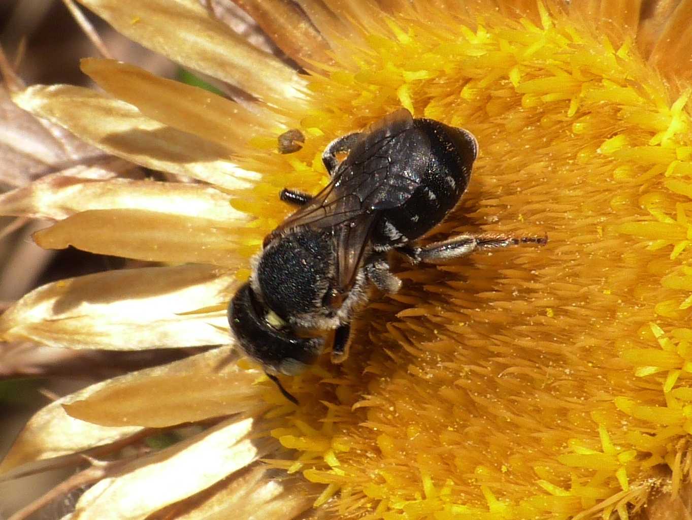 Apina tozza (Osmia sp.?)